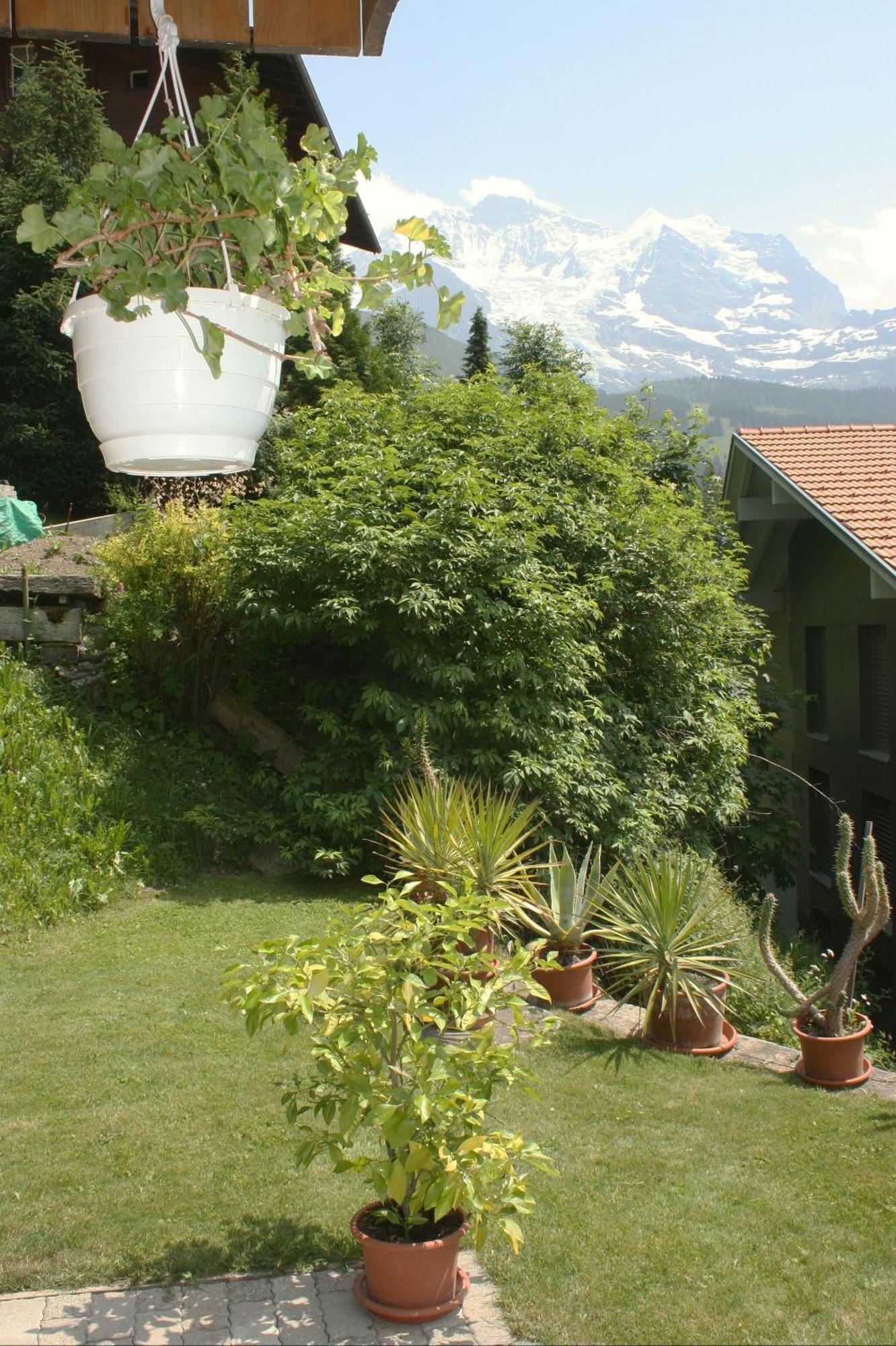 Chalet Protea ヴェンゲン エクステリア 写真